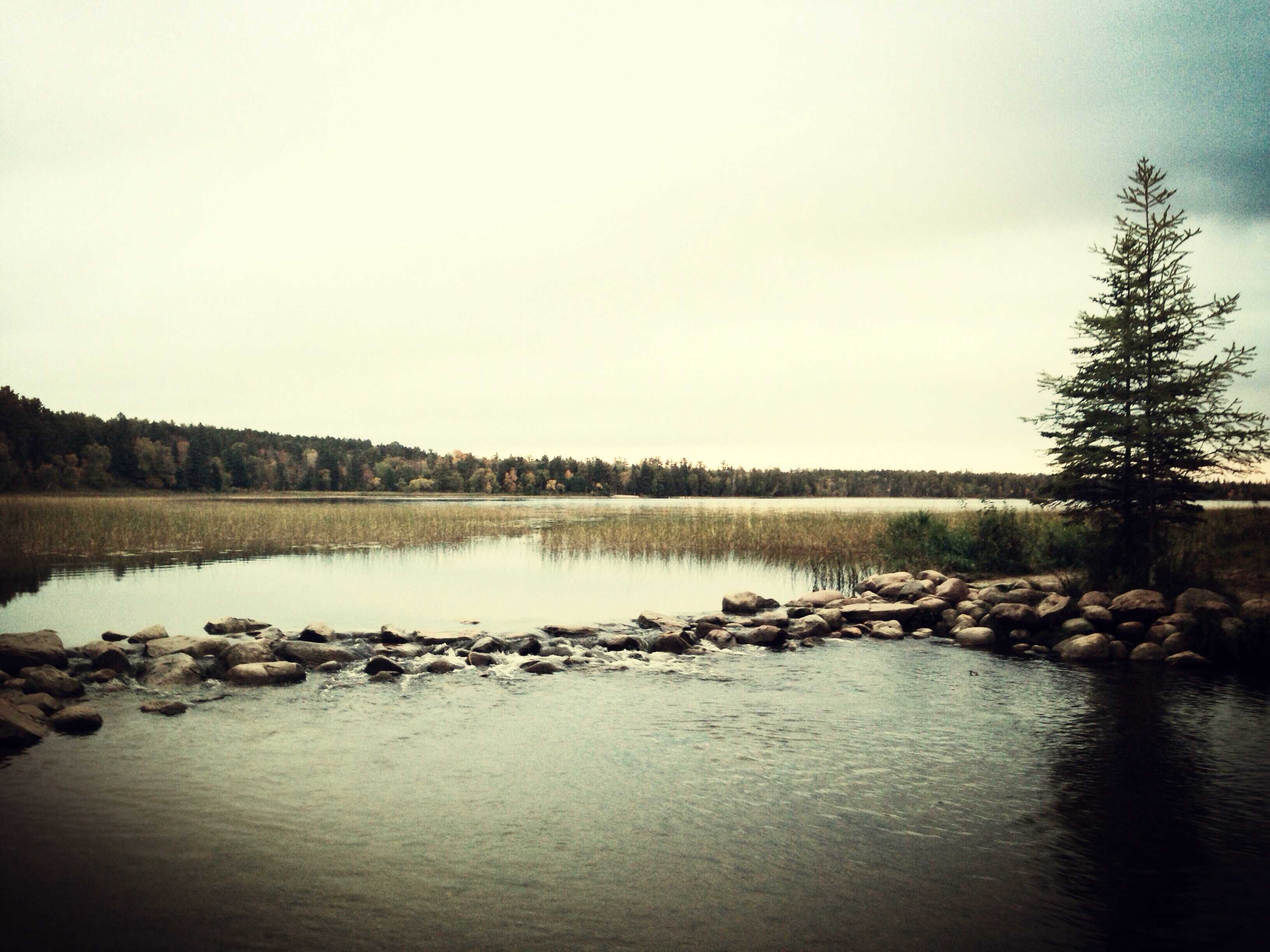 A calm lake scene with rocky shoreline, reeds, a lone evergreen tree, and overcast sky, muted green and grey tones, tranquil mood, analog film grain.